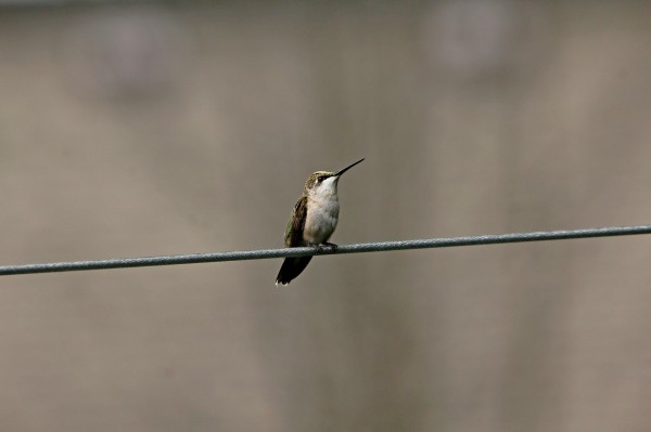 Hummingbird On The Line by Deb Oppermann